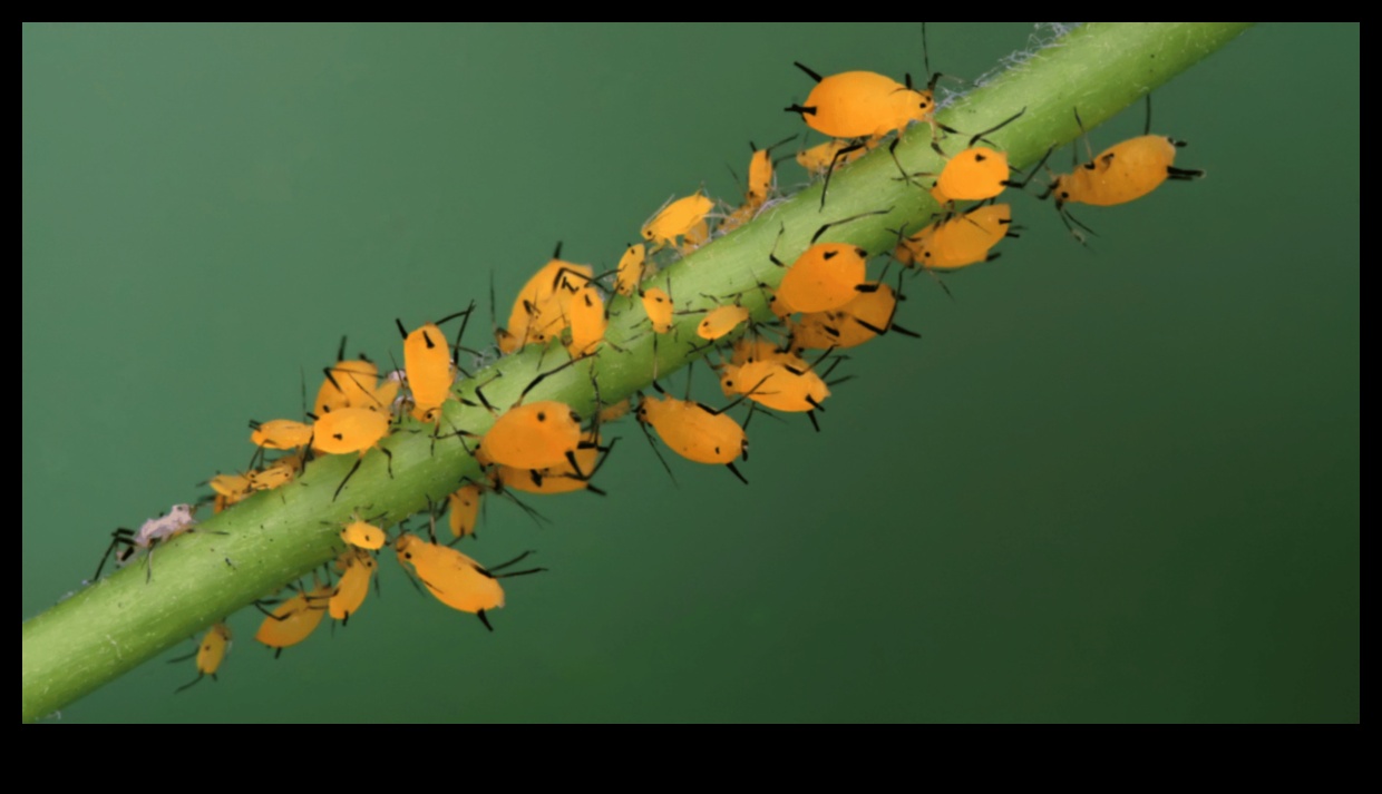 Πράσινοι υπό Πολιορκία; Κατακτήστε την τέχνη του ελέγχου παρασίτων