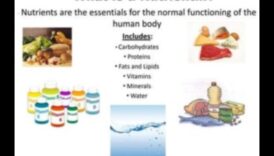 Κυριαρχία στους υδατάνθρακες: Πλοήγηση στον κόσμο των βασικών θρεπτικών συστατικών